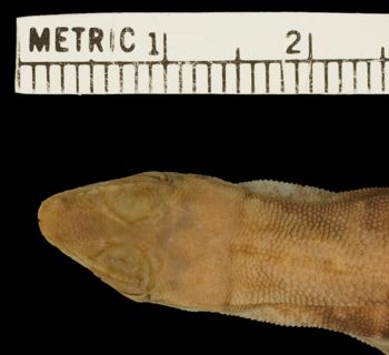 Media type: image;   Herpetology R-100353 Aspect: head dorsal